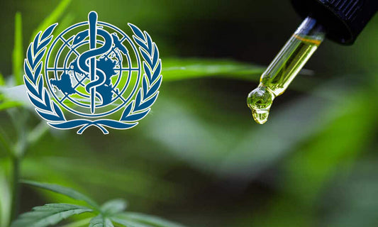 ¿Qué dice la OMS sobre el uso del CBD?